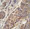 Cytochrome C1 antibody, LS-C167199, Lifespan Biosciences, Immunohistochemistry paraffin image 