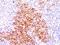 TNF Receptor Superfamily Member 8 antibody, MBS438329, MyBioSource, Immunohistochemistry frozen image 