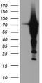 Epsin 2 antibody, TA504299, Origene, Western Blot image 