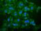 CD13 antibody, MA1-181, Invitrogen Antibodies, Immunofluorescence image 