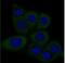 Dicer 1, Ribonuclease III antibody, NBP2-30699, Novus Biologicals, Immunofluorescence image 