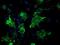 Vasodilator Stimulated Phosphoprotein antibody, NBP2-00555, Novus Biologicals, Immunofluorescence image 