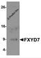 FXYD Domain Containing Ion Transport Regulator 7 antibody, 6465, ProSci Inc, Western Blot image 
