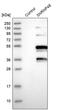 C6orf151 antibody, PA5-56086, Invitrogen Antibodies, Western Blot image 