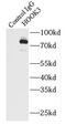 Hook Microtubule Tethering Protein 3 antibody, FNab03968, FineTest, Immunoprecipitation image 