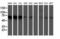 5-Aminoimidazole-4-Carboxamide Ribonucleotide Formyltransferase/IMP Cyclohydrolase antibody, NBP2-01941, Novus Biologicals, Western Blot image 