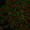 Spectrin Beta, Non-Erythrocytic 2 antibody, GTX17813, GeneTex, Immunofluorescence image 