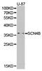 Sodium Voltage-Gated Channel Beta Subunit 4 antibody, LS-C193078, Lifespan Biosciences, Western Blot image 