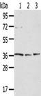 Tyrosylprotein Sulfotransferase 1 antibody, TA351842, Origene, Western Blot image 