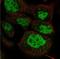 Double PHD Fingers 2 antibody, NBP1-76512, Novus Biologicals, Immunocytochemistry image 