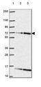 ELF2 antibody, HPA071166, Atlas Antibodies, Western Blot image 