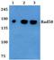 DNA repair protein RAD50 antibody, A00347-1, Boster Biological Technology, Western Blot image 