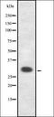 ETS-related transcription factor Elf-5 antibody, orb337450, Biorbyt, Western Blot image 