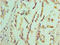 Epoxide Hydrolase 1 antibody, A56373-100, Epigentek, Immunohistochemistry paraffin image 