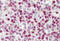 H2A Histone Family Member X antibody, MBS247024, MyBioSource, Immunohistochemistry paraffin image 