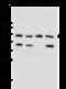 Nuclear Receptor Subfamily 5 Group A Member 1 antibody, 101781-T36, Sino Biological, Western Blot image 