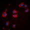 UPF0378 protein KIAA0100 antibody, LS-C368385, Lifespan Biosciences, Immunofluorescence image 