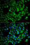 Prostaglandin F synthase antibody, 15-075, ProSci, Immunofluorescence image 
