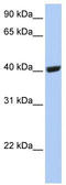 SBP1 antibody, TA346582, Origene, Western Blot image 
