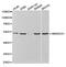 SWI/SNF Related, Matrix Associated, Actin Dependent Regulator Of Chromatin, Subfamily E, Member 1 antibody, MBS2521295, MyBioSource, Western Blot image 