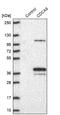 Cell Division Cycle Associated 8 antibody, NBP1-89949, Novus Biologicals, Western Blot image 
