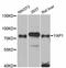 Yes Associated Protein 1 antibody, A1001, ABclonal Technology, Western Blot image 