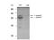 Bridging Integrator 1 antibody, M01551, Boster Biological Technology, Western Blot image 