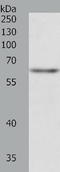 TRAF3 Interacting Protein 2 antibody, TA323997, Origene, Western Blot image 