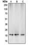 Caspase 5 antibody, orb213653, Biorbyt, Western Blot image 