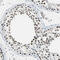 GLI Family Zinc Finger 3 antibody, HPA005534, Atlas Antibodies, Immunohistochemistry frozen image 