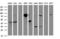 Calpain 2 antibody, LS-C337622, Lifespan Biosciences, Western Blot image 