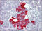 Sis antibody, AP23139PU-N, Origene, Immunohistochemistry frozen image 