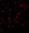 NLR Family CARD Domain Containing 4 antibody, 3107, ProSci, Immunofluorescence image 