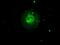 Aurora Kinase C antibody, GTX84838, GeneTex, Immunocytochemistry image 