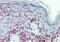 Laminin antibody, IQ177, Immuquest, Immunohistochemistry frozen image 