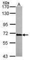 Mechanistic Target Of Rapamycin Kinase antibody, orb315804, Biorbyt, Western Blot image 
