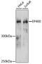 E1A-binding protein p400 antibody, A12151, ABclonal Technology, Western Blot image 