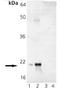 alpha A Crystallin antibody, ADI-SPA-221-D, Enzo Life Sciences, Western Blot image 
