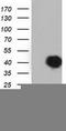 SH3 Domain Containing GRB2 Like 1, Endophilin A2 antibody, TA501491, Origene, Western Blot image 
