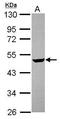 Carbohydrate Sulfotransferase 4 antibody, GTX119636, GeneTex, Western Blot image 
