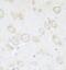 Tropomodulin 3 antibody, FNab08801, FineTest, Immunohistochemistry frozen image 
