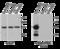 Prelamin-A/C antibody, ALX-804-672-C200, Enzo Life Sciences, Western Blot image 