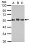 CDC42 Effector Protein 1 antibody, PA5-30433, Invitrogen Antibodies, Western Blot image 