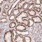 Mitochondrial Ribosomal Protein L28 antibody, NBP2-38760, Novus Biologicals, Immunohistochemistry frozen image 