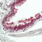 Zinc finger protein 496 antibody, GTX55254, GeneTex, Immunohistochemistry paraffin image 