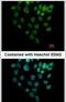 Paired amphipathic helix protein Sin3b antibody, PA5-30680, Invitrogen Antibodies, Immunofluorescence image 