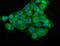 Enolase 2 antibody, A02930, Boster Biological Technology, Immunofluorescence image 