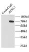 Long-chain-fatty-acid--CoA ligase 5 antibody, FNab00109, FineTest, Immunoprecipitation image 