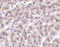 Serine protease HTRA2, mitochondrial antibody, 3051, ProSci, Immunohistochemistry frozen image 