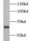 Heat Shock Protein Family D (Hsp60) Member 1 antibody, FNab04046, FineTest, Western Blot image 
